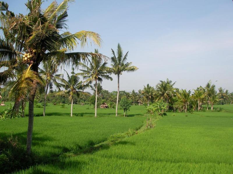 Green Field Hotel And Bungalow Ubud Dış mekan fotoğraf