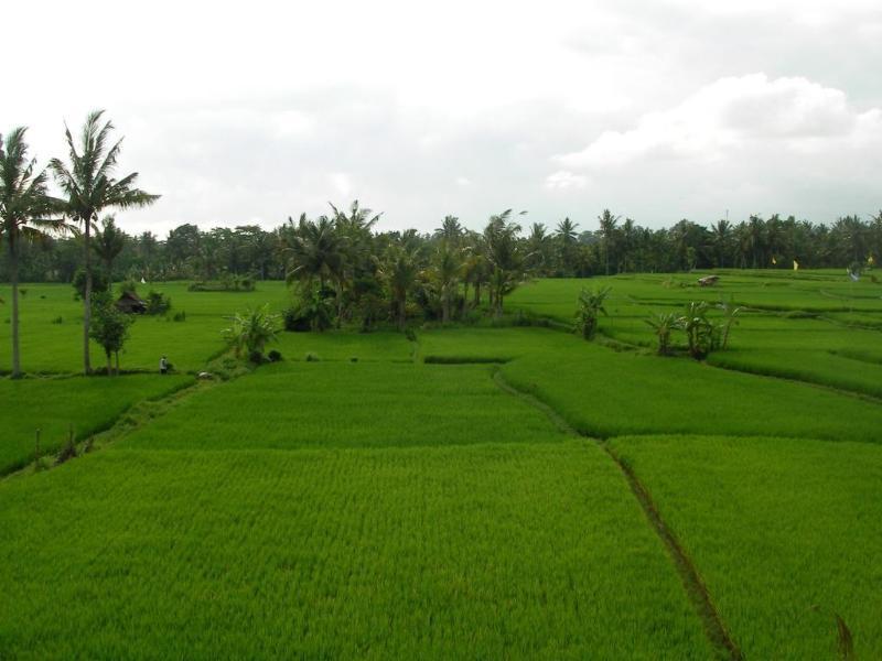 Green Field Hotel And Bungalow Ubud Dış mekan fotoğraf