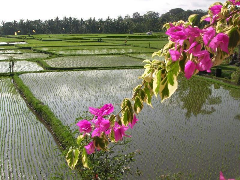 Green Field Hotel And Bungalow Ubud Dış mekan fotoğraf