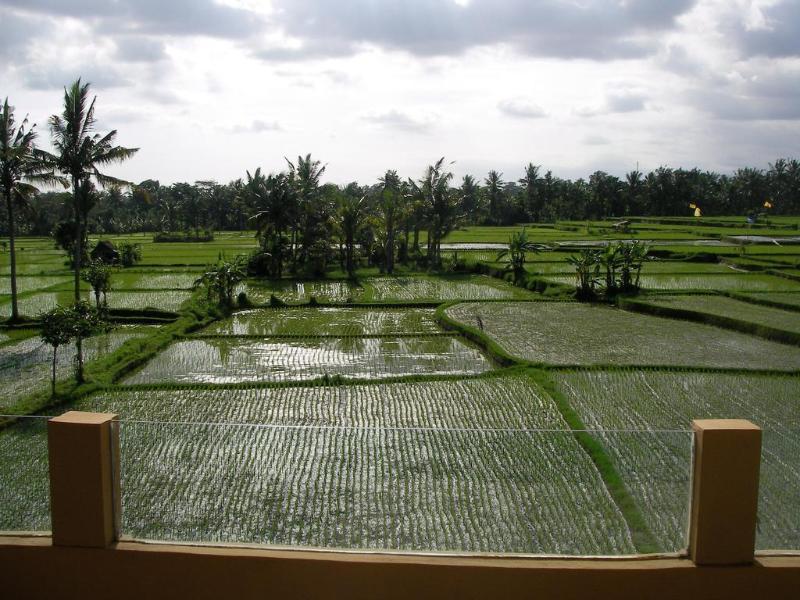 Green Field Hotel And Bungalow Ubud Dış mekan fotoğraf